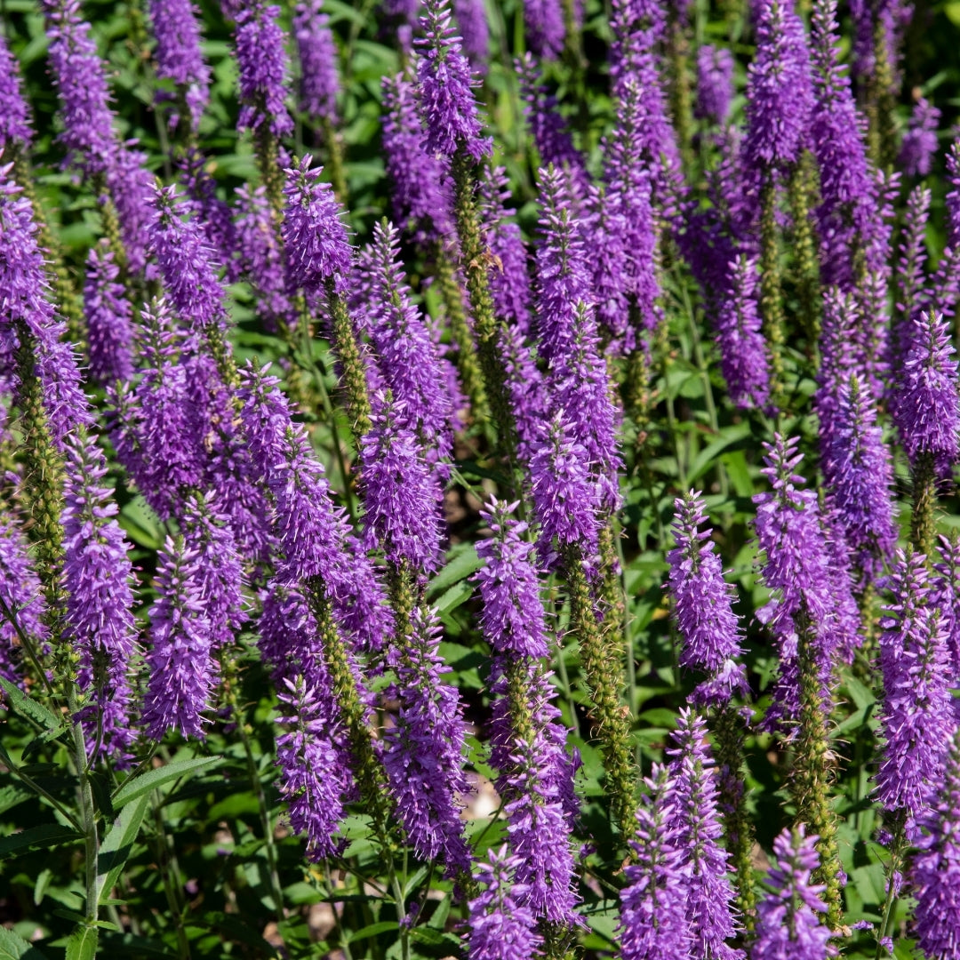 Herbal Scented Shower Steamers
