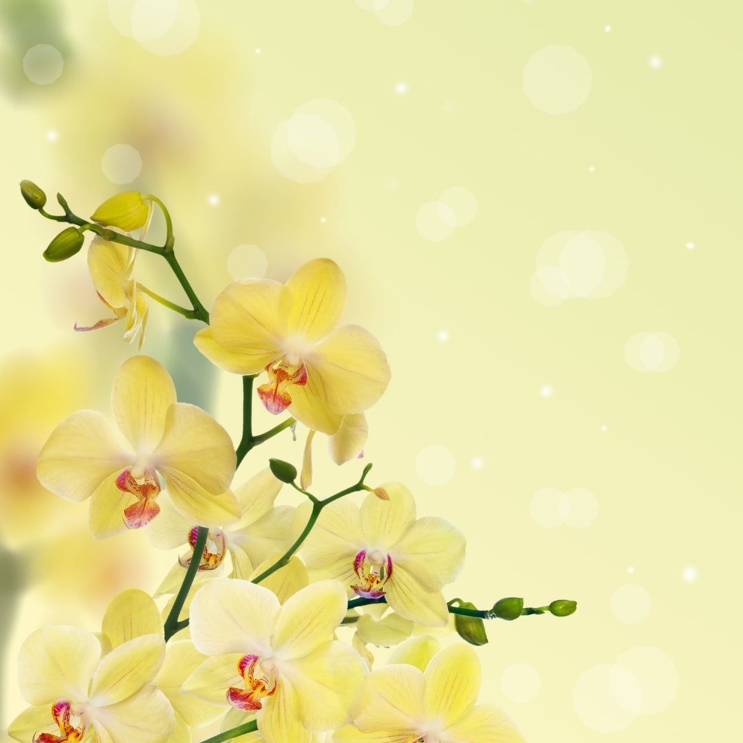 Feminine Scented Shower Steamers