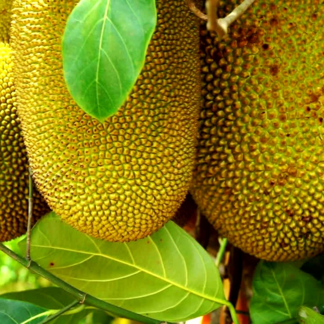 Fruity Scented Shower Steamers